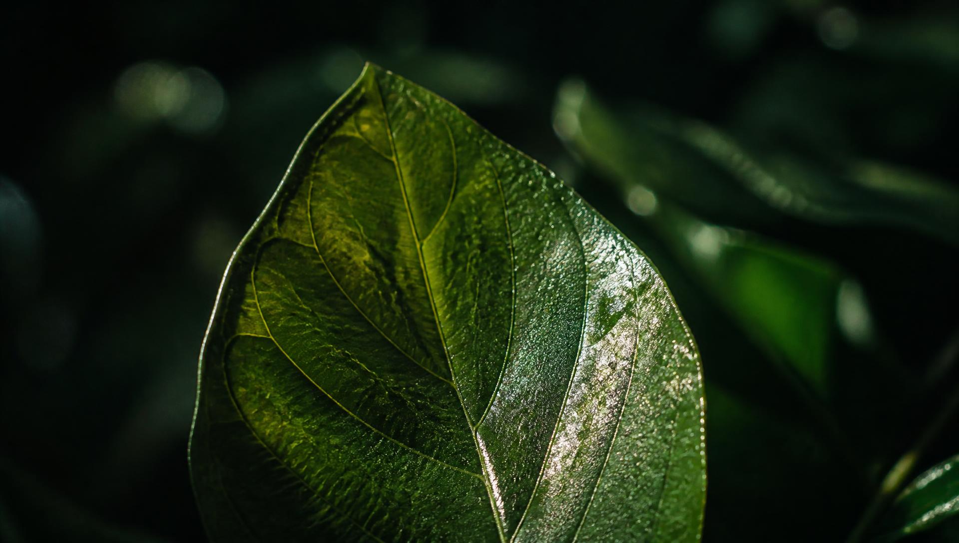 A child's leaf study, pinned