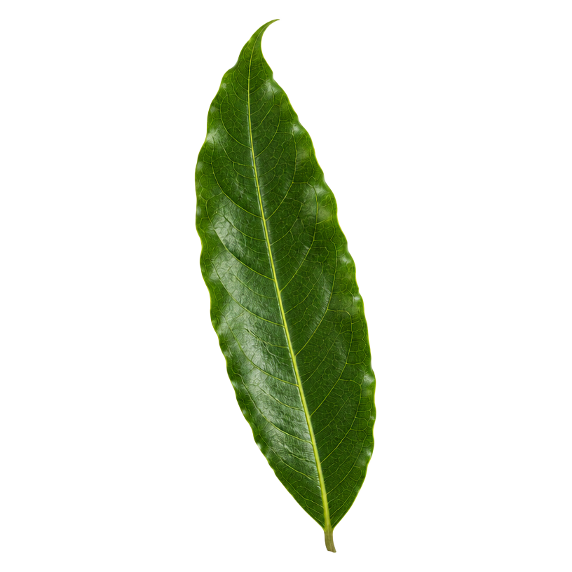 Ashoka leaf, Saraca asoca