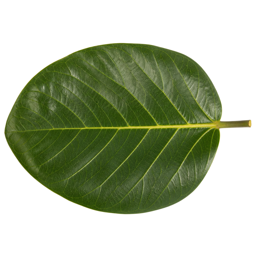 Banyan leaf, Ficus benghalensis