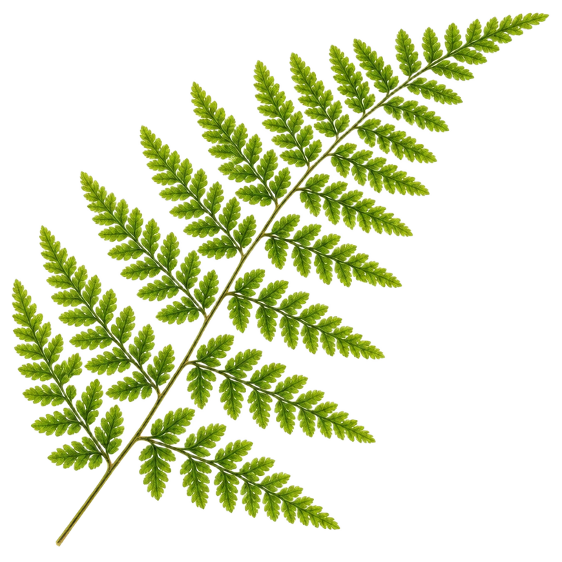 Fern leaf, Polypodiopsida