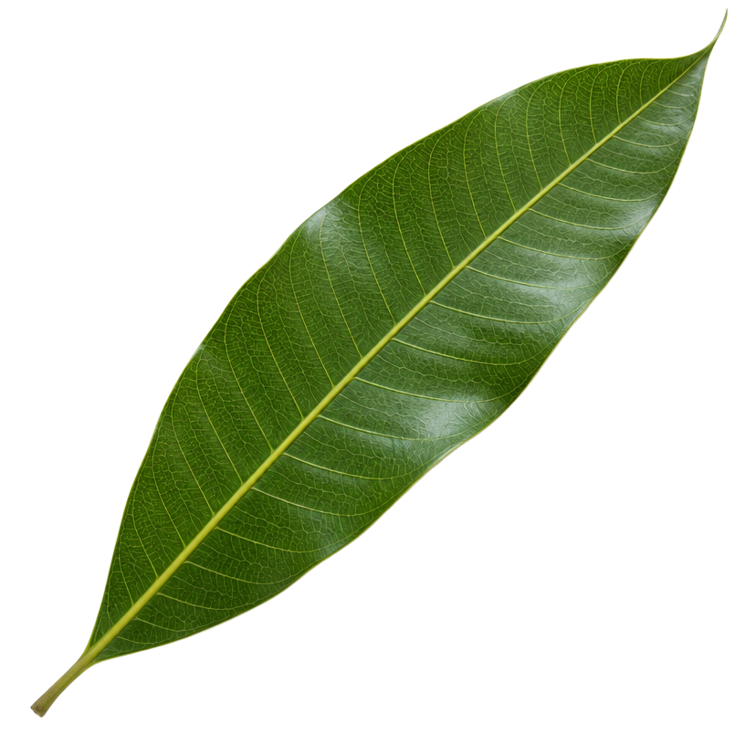 Mango leaf, Mangifera indica