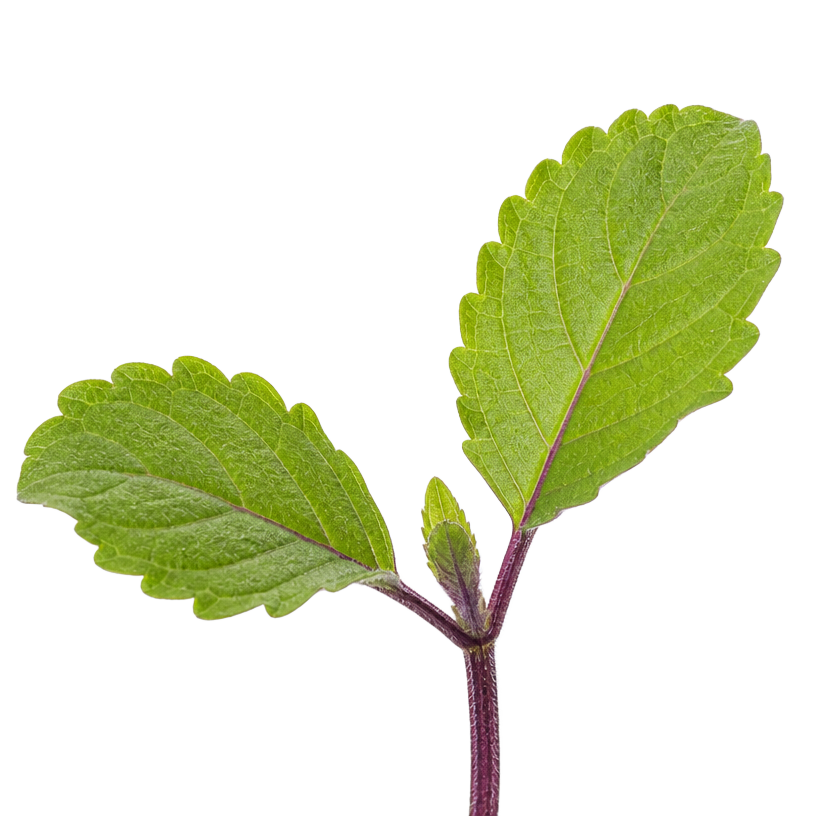 Tulsi leaf, Ocimum tenuiflorum