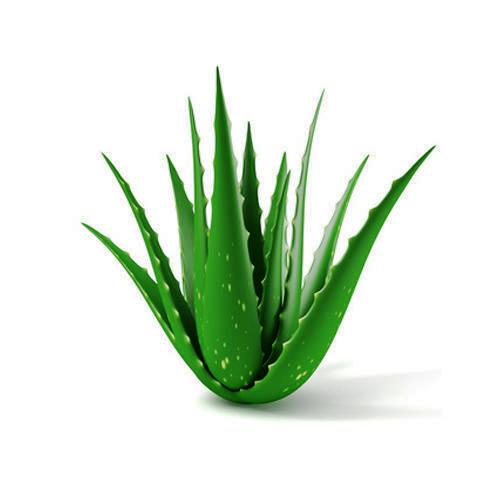 interior decor, shhoonya, aloe vera