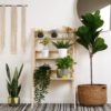 Interior decor Plants: The perfect roommates!!