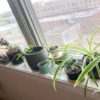 One thing your house plants need other than your love