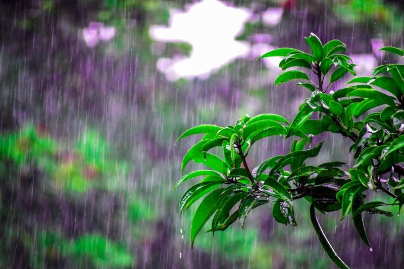 backyard garden, shhoonya