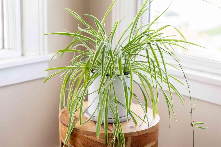 indoor plants, shhoonya