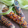 Grow Glass Gem Corn-Grow Something Magical In Your Garden!